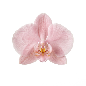 Orchid Flower Decor